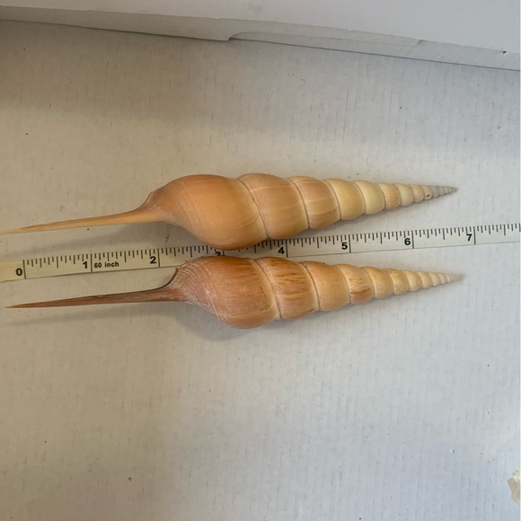 Spindle Tibia Seashell (s) Vintage - Picture 6 of 11
